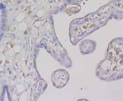 Invitrogen CD163 Polyclonal Antibody:Antibodies:Primary Antibodies