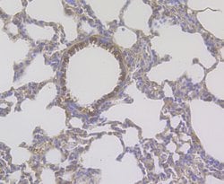 Invitrogen CD163 Polyclonal Antibody:Antibodies:Primary Antibodies
