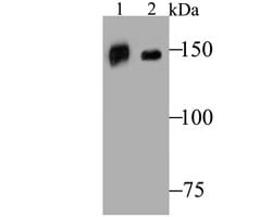Invitrogen CD163 Polyclonal Antibody:Antibodies:Primary Antibodies