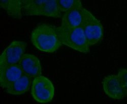 Thermo Scientific STIM2 Polyclonal Antibody:Antibodies, Polyclonal