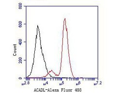 Invitrogen ACADL Polyclonal Antibody 100 &mu;L | Buy Online | Invitrogen&trade; | Fisher Scientific