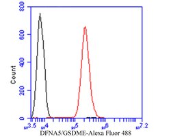 Invitrogen DFNA5 Polyclonal Antibody 100 &mu;L | Buy Online | Invitrogen&trade; | Fisher Scientific