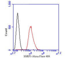 Invitrogen SSRP1 Polyclonal Antibody 100 μL; Unconjugated:Antibodies,