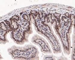 Invitrogen SSRP1 Polyclonal Antibody 100 μL; Unconjugated:Antibodies,