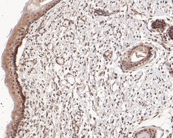 Invitrogen SSRP1 Polyclonal Antibody 100 μL; Unconjugated:Antibodies,