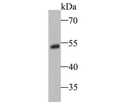 Thermo Scientific SSB Polyclonal Antibody:Antibodies, Polyclonal