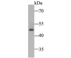 Thermo Scientific SSB Polyclonal Antibody:Antibodies, Polyclonal