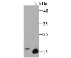 Invitrogen Myoglobin Polyclonal Antibody 100 μL; Unconjugated:Antibodies,