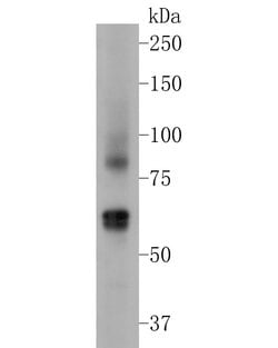 Invitrogen TRPML3 Polyclonal Antibody 100 &mu;L; Unconjugated:Antibodies,