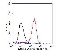 Thermo Scientific Kir5.1 (KCNJ16) Polyclonal Antibody:Antibodies, Polyclonal