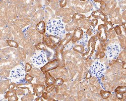 Thermo Scientific Kir5.1 (KCNJ16) Polyclonal Antibody:Antibodies, Polyclonal