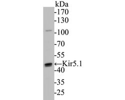 Thermo Scientific Kir5.1 (KCNJ16) Polyclonal Antibody:Antibodies, Polyclonal