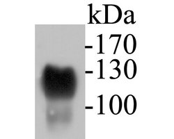 Invitrogen CD43 Polyclonal Antibody 100 &mu;L; Unconjugated:Antikörper