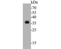 Invitrogen TMX Polyclonal Antibody 100 &mu;L; Unconjugated:Antibodies,