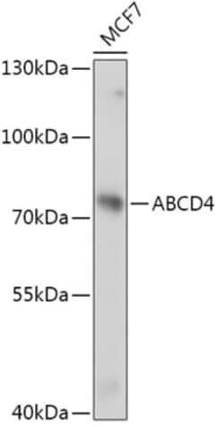 Invitrogen ABCD4 Polyclonal Antibody 100 μL; Unconjugated:Antibodies,