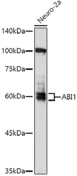 Invitrogen ABI1 Polyclonal Antibody 100 μL; Unconjugated:Antibodies,