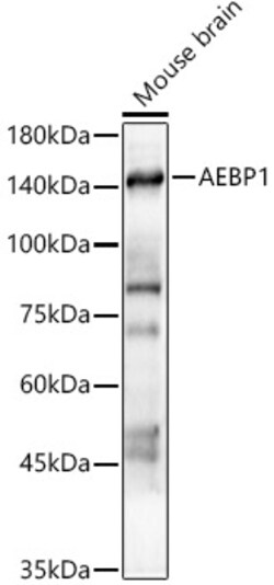 Invitrogen AEBP1 Polyclonal Antibody 100 μL; Unconjugated:Antibodies,