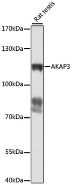 Invitrogen AKAP3 Polyclonal Antibody 100 μL; Unconjugated:Antibodies,