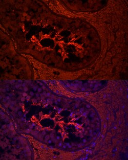 Invitrogen AKAP4 Polyclonal Antibody 100 &mu;L; Unconjugated:Antibodies,