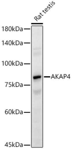 Invitrogen AKAP4 Polyclonal Antibody 100 &mu;L; Unconjugated:Antibodies,