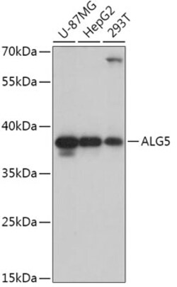 Invitrogen ALG5 Polyclonal Antibody 100 &mu;L | Buy Online | Invitrogen&trade; | Fisher Scientific