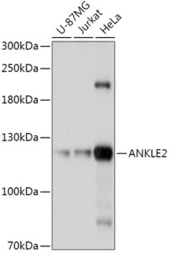 Invitrogen ANKLE2 Polyclonal Antibody 100 &mu;L; Unconjugated:Antibodies,