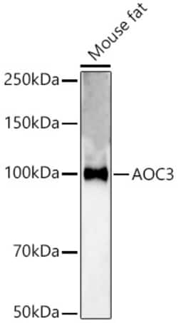 Invitrogen AOC3 Polyclonal Antibody 100 &mu;L; Unconjugated:Antibodies,