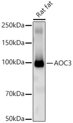 Invitrogen AOC3 Polyclonal Antibody 100 &mu;L; Unconjugated:Antibodies,
