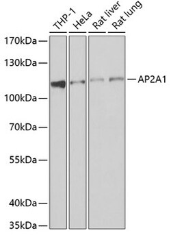Invitrogen AP2A1 Polyclonal Antibody 100 &mu;L; Unconjugated:Antibodies,