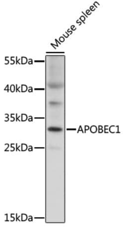 Invitrogen APOBEC1 Polyclonal Antibody 100 &mu;L; Unconjugated:Antibodies,