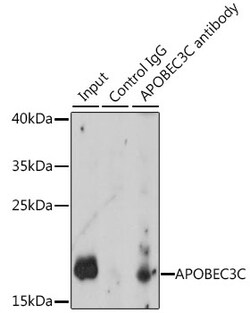 Invitrogen APOBEC3C Polyclonal Antibody 100 &mu;L | Buy Online | Invitrogen&trade; | Fisher Scientific