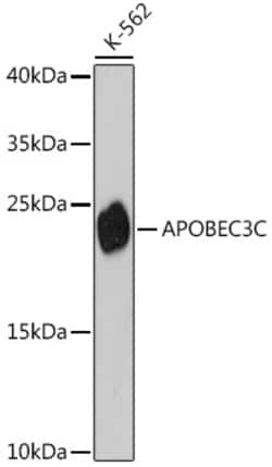 Invitrogen APOBEC3C Polyclonal Antibody 100 &mu;L | Buy Online | Invitrogen&trade; | Fisher Scientific