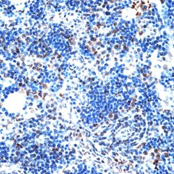 Invitrogen AQR Polyclonal Antibody 100 &mu;L; Unconjugated:Antibodies,