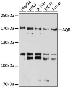 Invitrogen AQR Polyclonal Antibody 100 &mu;L; Unconjugated:Antibodies,
