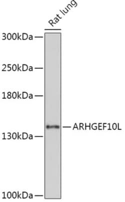 Invitrogen ARHGEF10L Polyclonal Antibody 100 μL; Unconjugated:Antibodies,