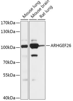 Invitrogen SGEF Polyclonal Antibody 100 &mu;L; Unconjugated:Antibodies,