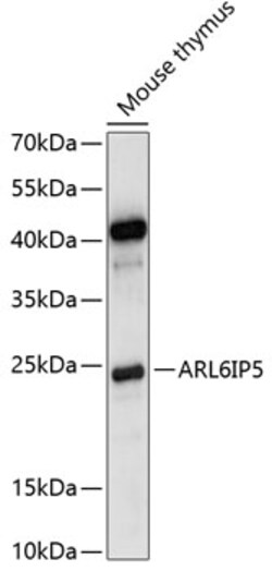 Invitrogen JWA Polyclonal Antibody 100 &mu;L; Unconjugated:Antibodies,