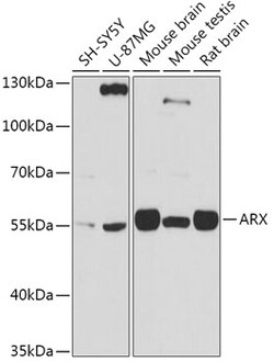 Invitrogen ARX Polyclonal Antibody 100 &mu;L; Unconjugated:Antibodies,