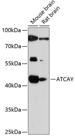Invitrogen ATCAY Polyclonal Antibody 100 &mu;L; Unconjugated:Antibodies,