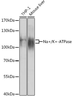 Invitrogen ATP1A1 Polyclonal Antibody 100 &mu;L; Unconjugated:Antibodies,
