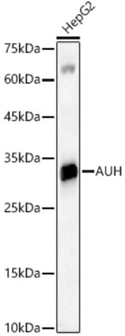 Invitrogen AUH Polyclonal Antibody 100 &mu;L; Unconjugated:Antikörper