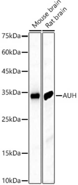 Invitrogen AUH Polyclonal Antibody 100 &mu;L; Unconjugated:Antikörper