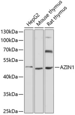 Invitrogen AZIN1 Polyclonal Antibody 100 μL; Unconjugated:Antibodies,