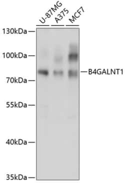 Invitrogen B4GALNT1 Polyclonal Antibody 100 μL; Unconjugated:Antibodies,