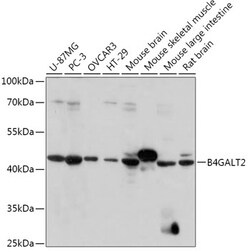 Invitrogen B4GALT2 Polyclonal Antibody 100 &mu;L; Unconjugated:Antibodies,