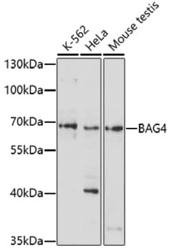 Invitrogen BAG4 Polyclonal Antibody 100 &mu;L; Unconjugated:Antibodies,