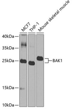 BAK1 Polyclonal Antibody, Invitrogen 100 &mu;L; Unconjugated:Antibodies,
