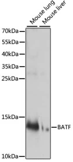 Invitrogen BATF Polyclonal Antibody 100 &mu;L; Unconjugated:Antibodies,