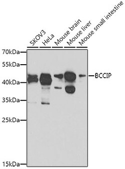 BCCIP Polyclonal Antibody:Antibodies, Polyclonal
