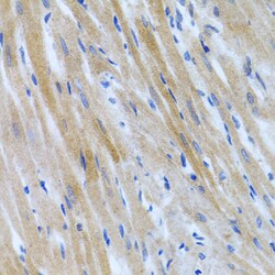Invitrogen BMP3 Polyclonal Antibody 100 &mu;L; Unconjugated:Antibodies,